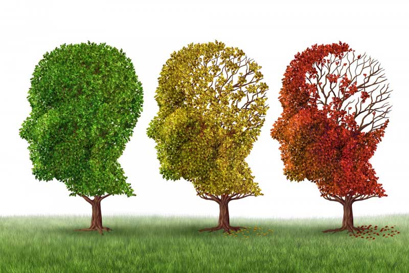imbieras smegenu funkcija ir alzheimerio liga