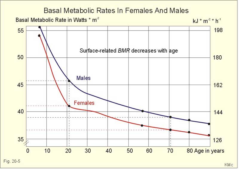 metabolizmo greitis senstant