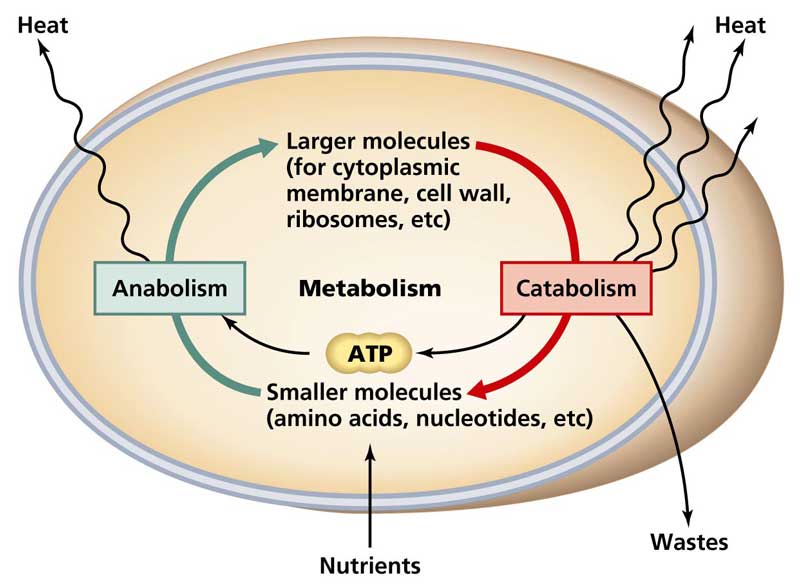 metabolizmo procesai