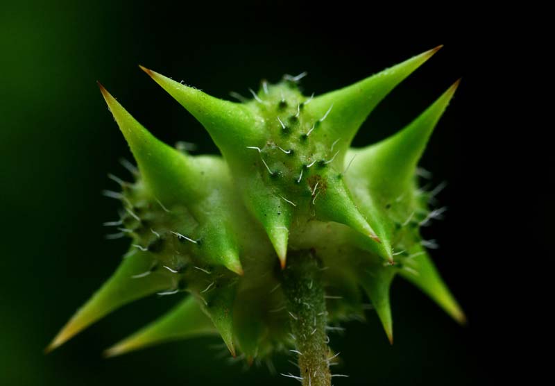 pabaigai apie tribulus terrestris