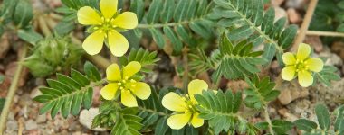 tribulus terrestris