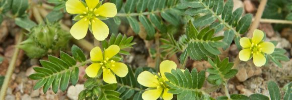 Tribulus terrestris: ar jis iš tikrųjų veikia?