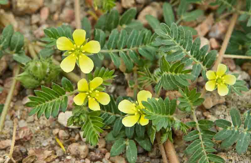 tribulus terrestris kas tai